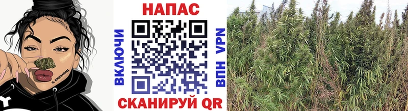 МАРИХУАНА White Widow  Купить закладки  Хадыженск 